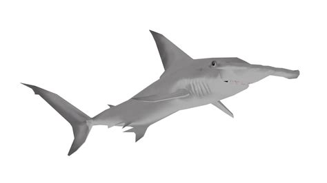 Great Hammerhead Attack