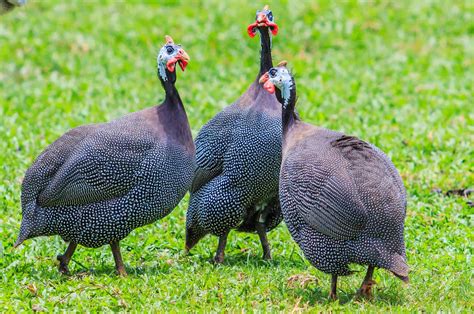 Lets Get To Know The Domestic Guineafowl - Taman Safari Bali