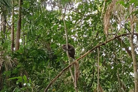BINTAN MANGROVE DISCOVERY TOUR (2025) All You Need to Know BEFORE You ...