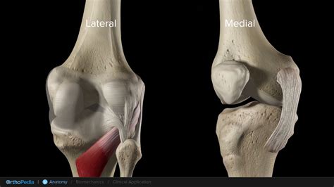 Anatomy of the Knee With Collateral Ligament Injuries