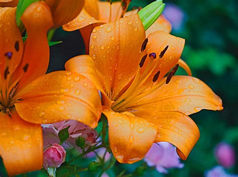 Do Lilies Hurt Dogs at Kenneth Locke blog