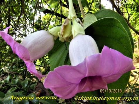 Medicinal Plant Details