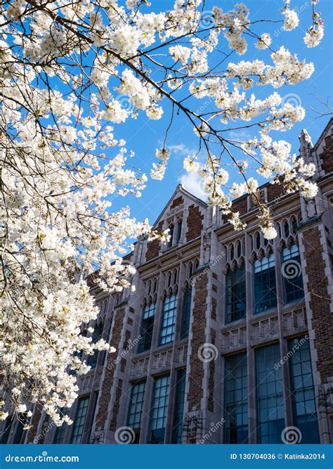 Cherry Blossoms in at University Campus in Seattle Stock Photo - Image ...