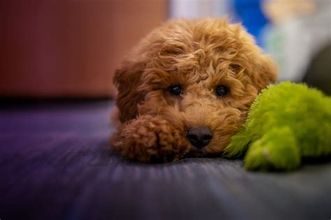 When Do Birds Start Nesting - Advice from the Scottish SPCA