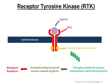 Tyrosine Kinase Inhibitors: mechanism, types and uses - MedicalVerge