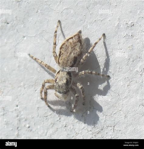 Gray Wall Jumping Spider (Menemerus bivittatus) Arachnida Stock Photo ...