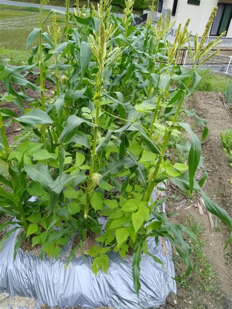 Image result for Normalising Process