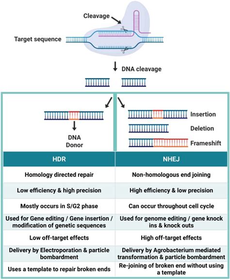 DNA Editing 的图像结果
