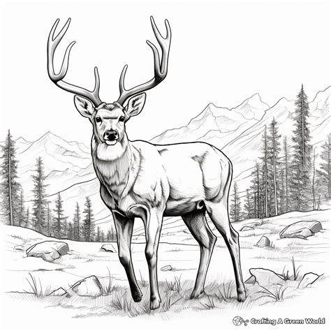 Mule Deer Coloring Page