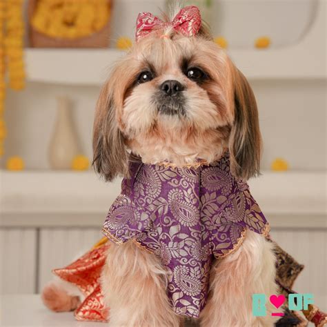 COLOUR BLOCK BROCADE DOG LEHENGA