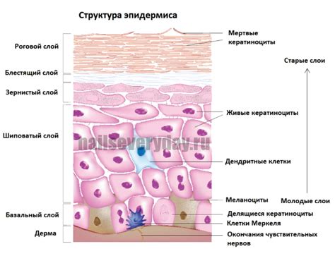 Строение кожи и эпидермиса, детализированные схемы