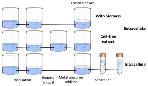 Mycosynthesis of Metal-Containing Nanoparticles—Fungal Metal Resistance ...