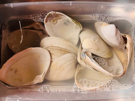Image result for Reusable Clam Shells for Baking