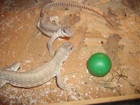 Pterinochilus murinus subadult in | Tiere | Kleinanzeigen