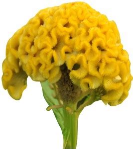 VibeX VVI-89 - Celosia Cristata Perennial Flower Yellow - (540 Seeds ...