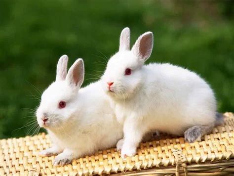 属兔的几月出生最好,属兔人出生月的命运 - 日历网