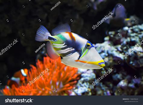 313 Hawaii State Fish Images, Stock Photos & Vectors | Shutterstock