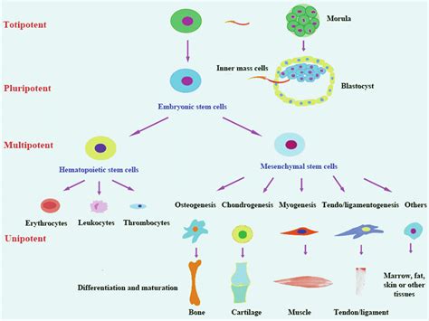 Totipotent cells defined, totipotent vs pluripotent vs multipotent stem ...
