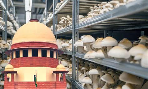 Aluminium Shelving For Mushroom Growing Is Liable To Be Classified ...