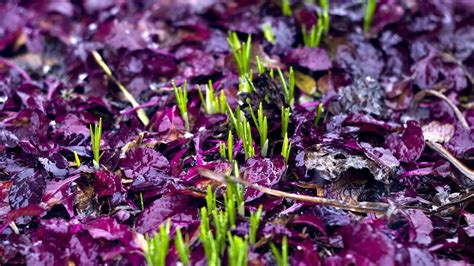 Download wallpaper 1920x1080 sprouts, grass, fallen leaves, wet, autumn ...