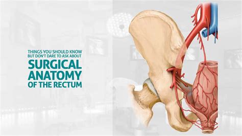 AIS Channel · Things you should know about Surgical Anatomy of the Rectum, but don't dare to ask - anatomy of rectum