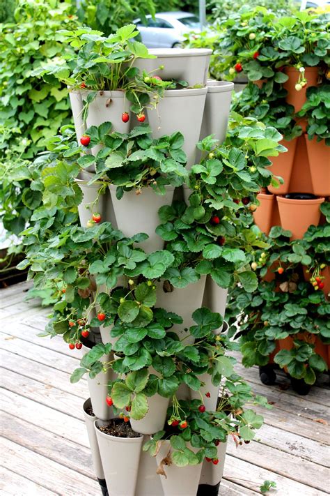Strawberry Planter With Plants - Garden Plant
