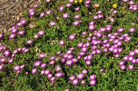 Full Sunshine Plants