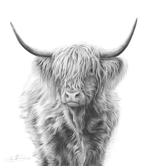 How To Draw A Highland Cow