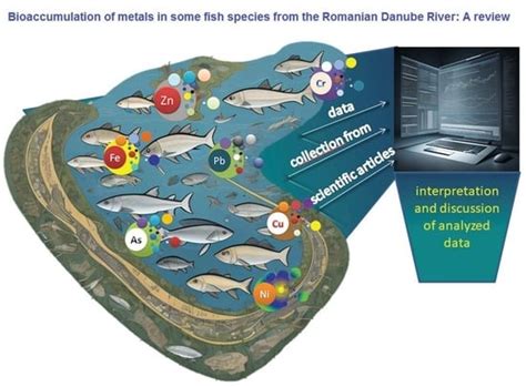 Bioaccumulation of Metals in Some Fish Species from the Romanian Danube ...