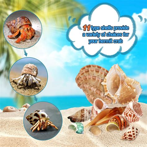 HOBANG Hermit Crab Shells 22 PCS - 11 Types Assorted Sizes India | Ubuy
