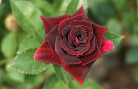 路易十四玫瑰的种植花语价值_科星球_百度百科