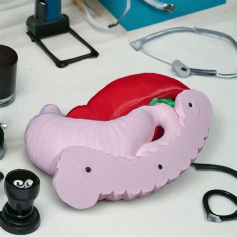 Digestive System Anatomical Model | 3D Printer Model Files