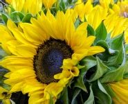 Image result for Screen Size in Python