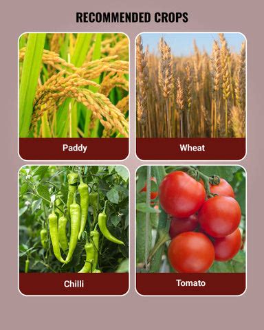 Buy Amistar Top Fungicide by Syngenta | Dual Action Disease Protection ...