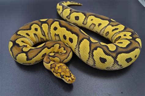 Image result for Lace Ball Python