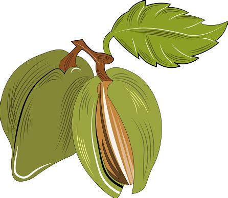 Image result for Hazelnut Tree Branch