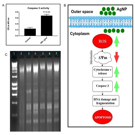 Silver nanoparticles synthesized from Aloe barbadensis leaf extract ...