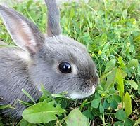 Image result for Mitsuris Pet Rabbit