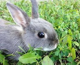 Image result for Outdoor Pet Rabbit