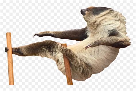 Image result for Chill Sloth