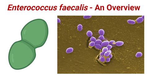 Image result for Enterococcus Faecalis Hemolytic Activity