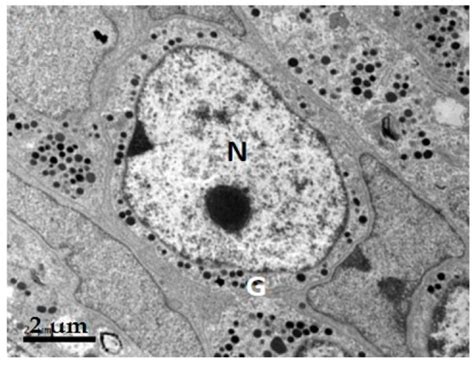 The Long Intron 1 of Growth Hormone Gene from Reeves’ Turtle (Chinemys ...