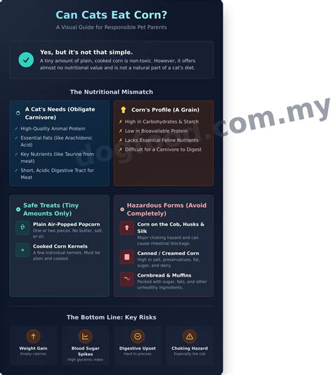 Can Cats Eat Corn? A Vet-Reviewed Guide to Safety & Nutrition - DF Dog ...