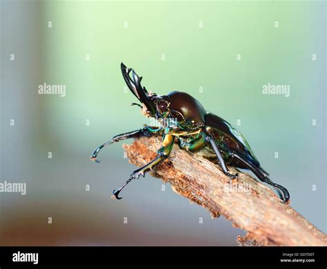Rainbow Stag Beetle (Phalacrognathus muelleri), Emerald Form ...