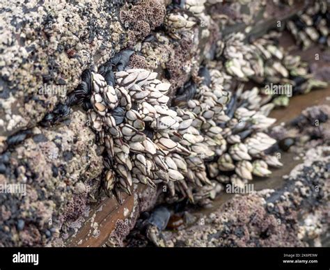 Barnacles feeding hi-res stock photography and images - Alamy