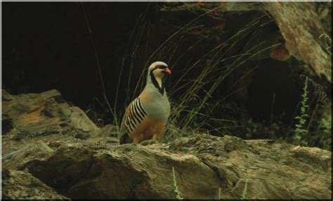 Eco Tourism in Rajaji National Park