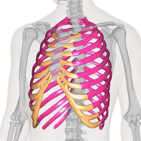 肋骨 - 1年生の解剖学辞典Wiki