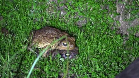 Image result for Copulation in Animals