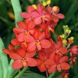 Ascocentrum curvifolium Sp. – EXOTICA ORCHIDS