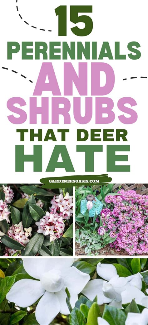 Deer resistant shade plants 15 beautiful perennials and shrubs that ...
